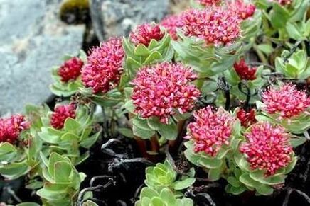 Rhodiola rose pour préparer l'efficacité de la teinture